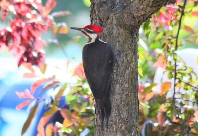 Pileated Woodpecker