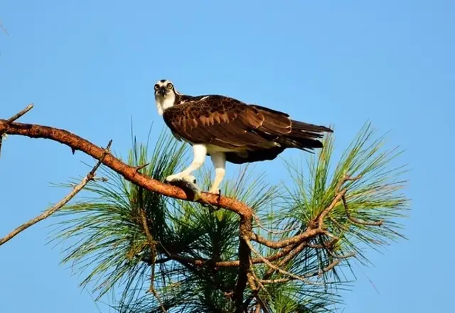 Osprey perched