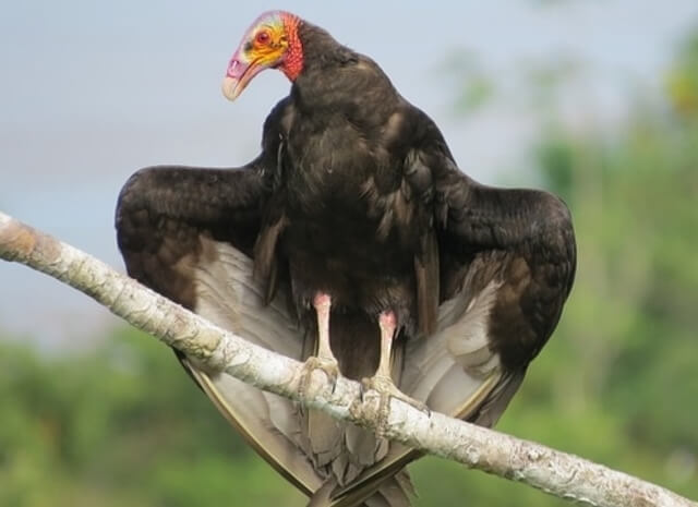 Turkey Vulture roosting