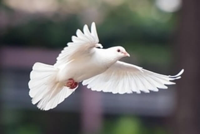 dove flying