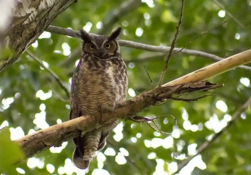 10 Birds That Sound Like Owls But Aren't! (Updated 2023) | Learn Bird  Watching