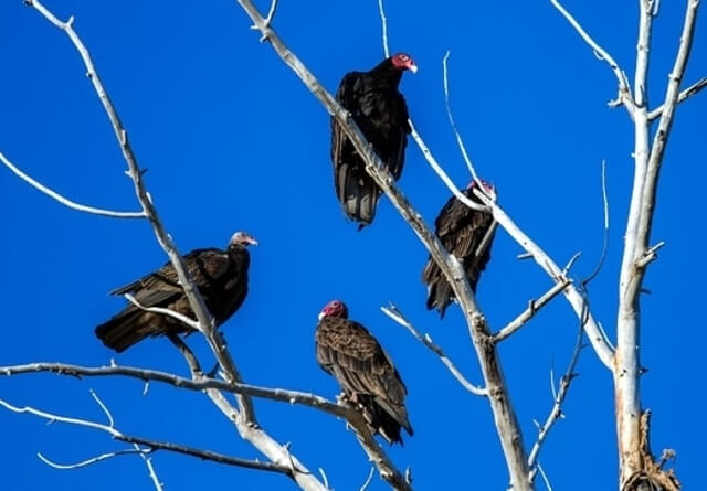 Group of Turkey Vultures