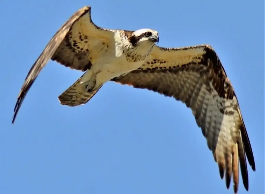 Osprey flying