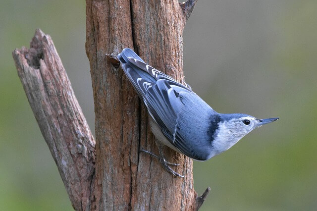 White-breasted Nuthatch