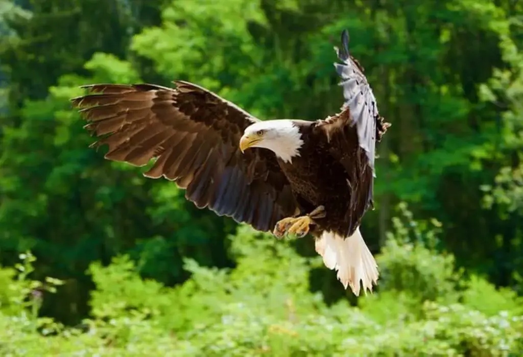 White-tailed Eagle