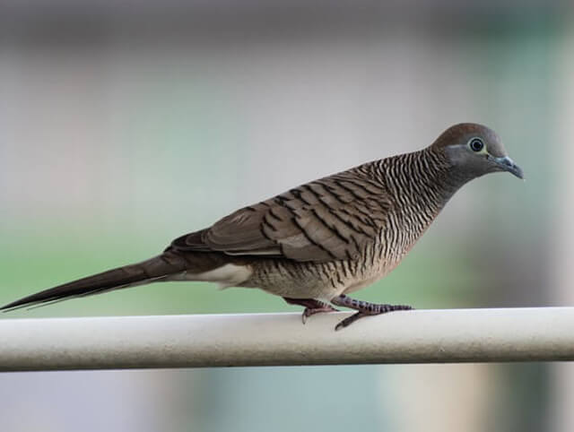 spotted dove