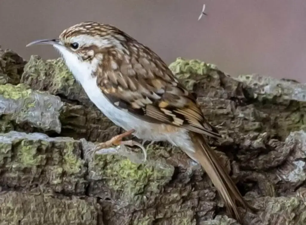 brown tree creeper