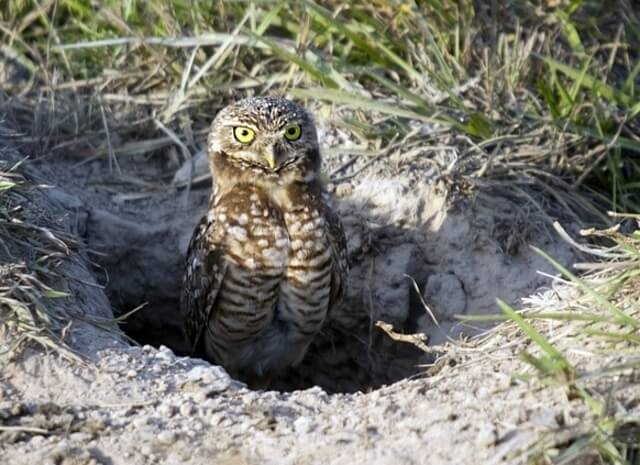 A burrowing owl coming out of its burrow.