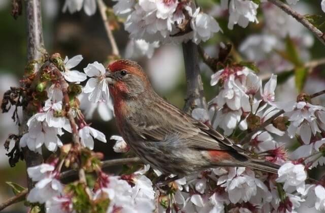 cassin's finch