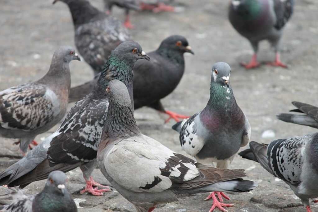 A group of city pigeons.