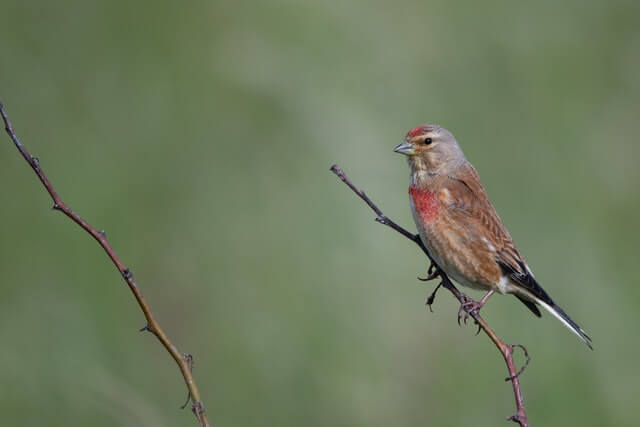 Common linnet