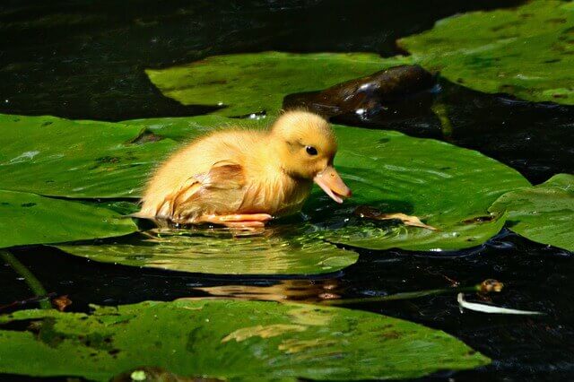 mallard duckling