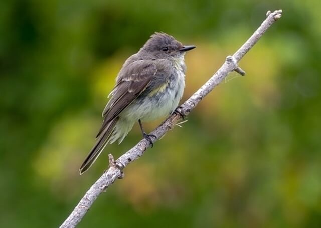 An eastern phoebe perched on a twig.