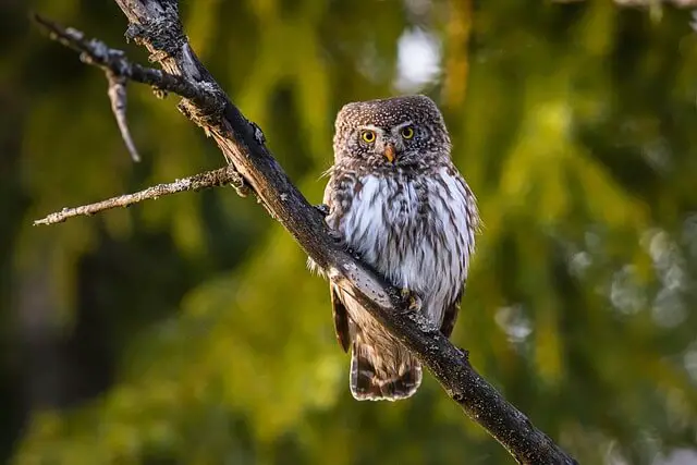 A eurasian pygmy owl perched o a tree.