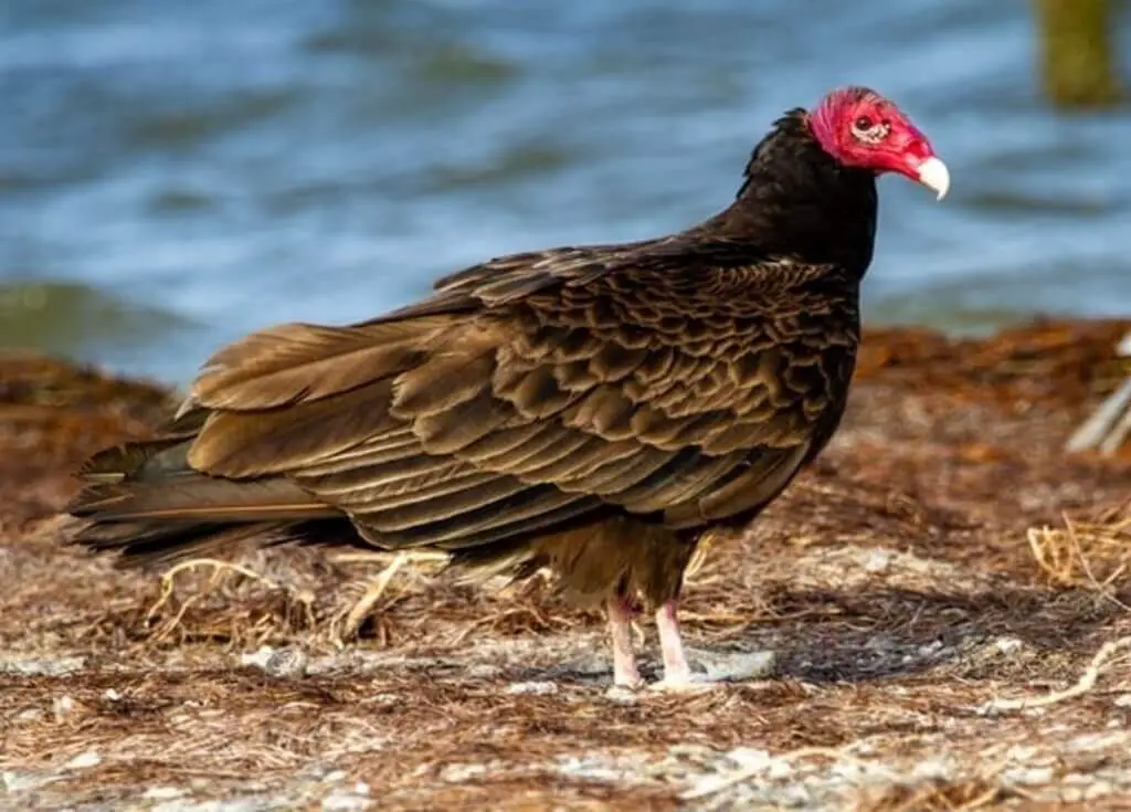 Turkey Vulture Facts: A Guide to Nature's Clean-Up Crew!