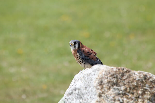 American Kestrel