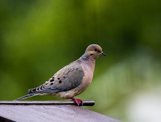 Mourning Dove