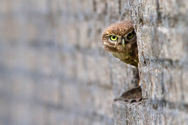 An owl peeking out of a hole in a tree.
