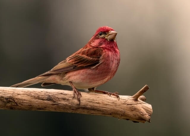 house finch