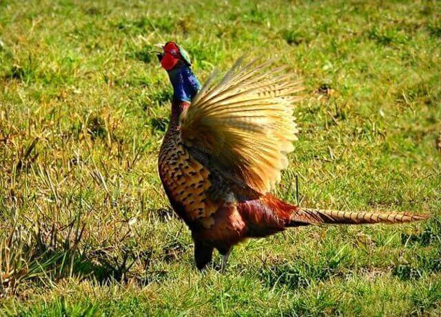 pheasant