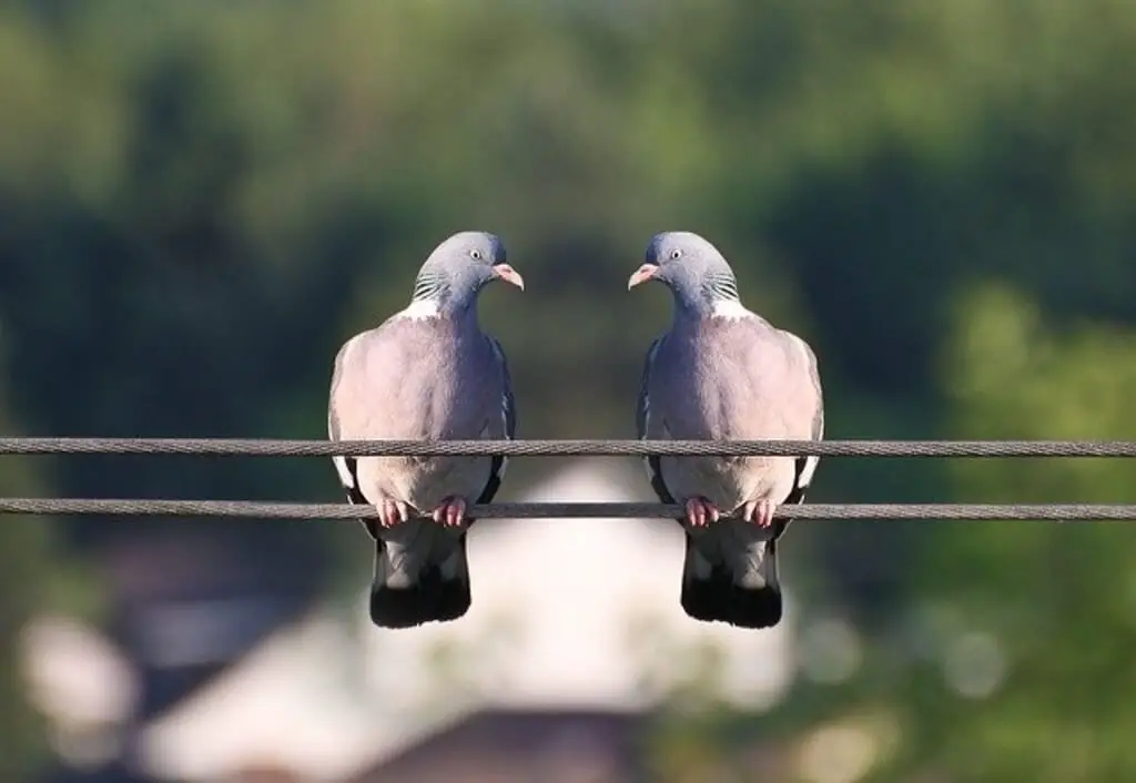 pigeons roosting