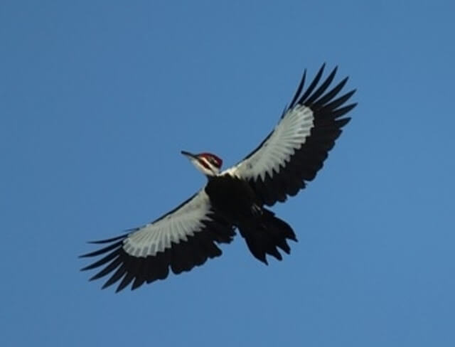pileated woodpecker flying
