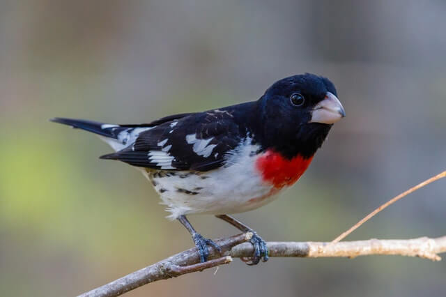 A Rose-breasted Grosbeak perched on a branch.