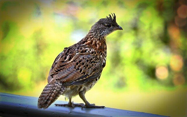 ruffed-grouse