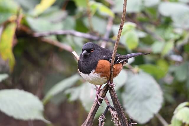 A Spotted Towhee on a tree branch.