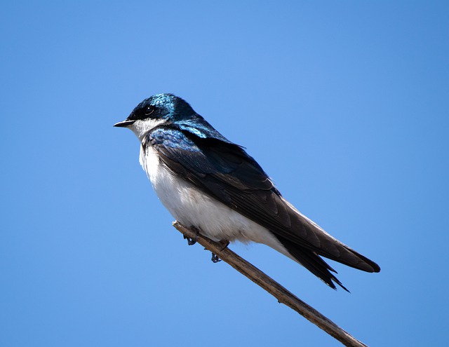A tree swallow perched on a tree branch.