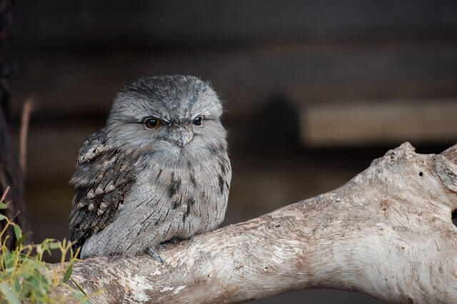 Tawny Frogmouth