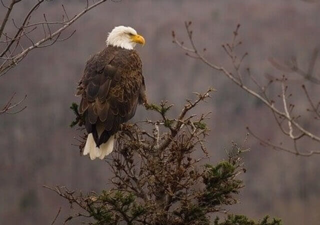 Bald Eagle