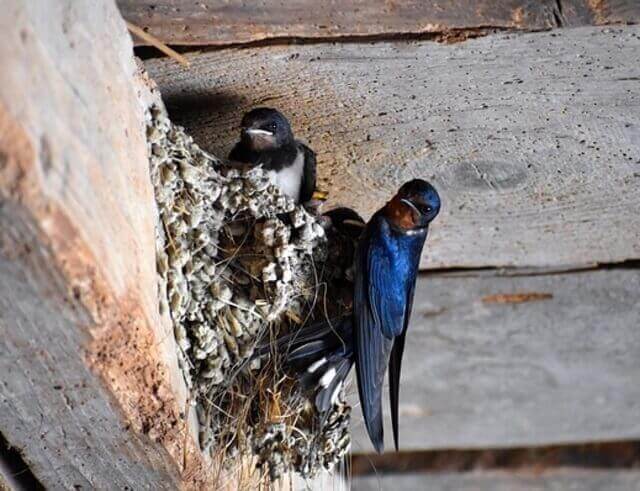 Barn Swallow