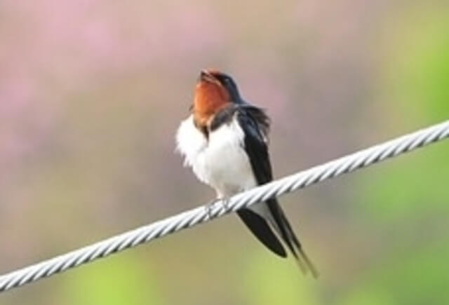 Cave Swallow