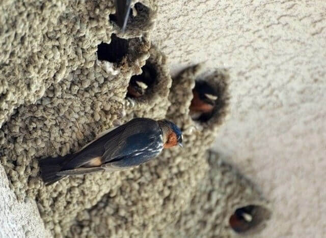 Cliff Swallow