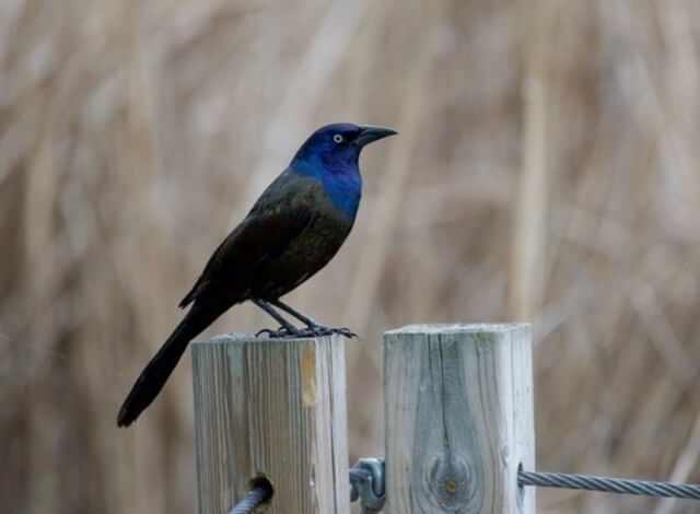 A Common Grackle perched on a pole.