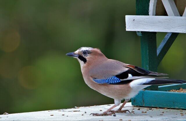 A Eurasian Jay eating food from a bird feeder.