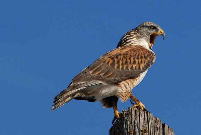 An angry Ferruginous Hawk.
