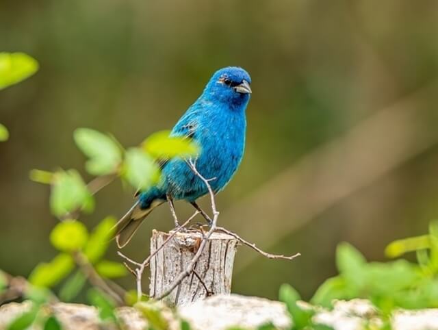 An Indigo Bunting perched on a post.