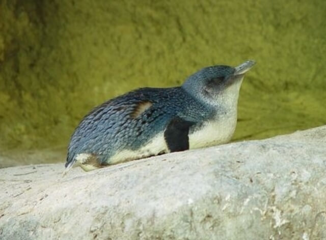 Little Blue Penguin