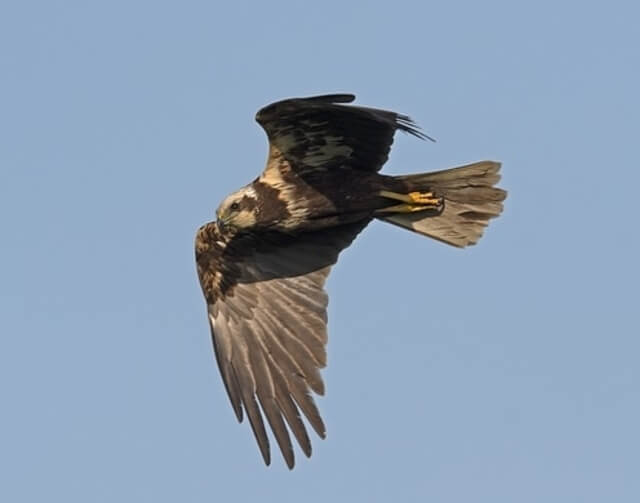 Marsh Harrier