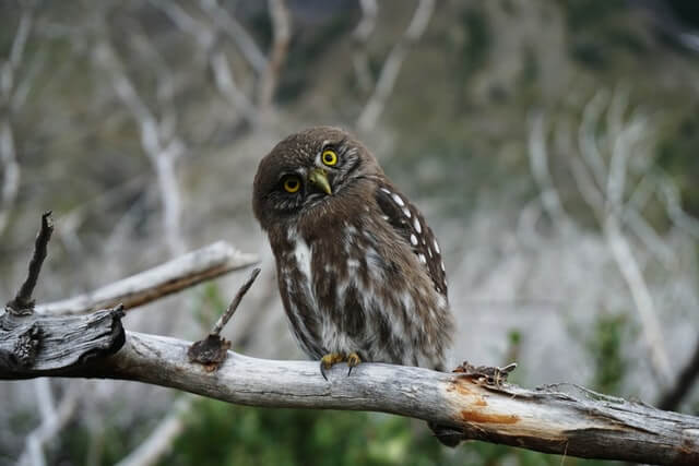 Great Gray Owl