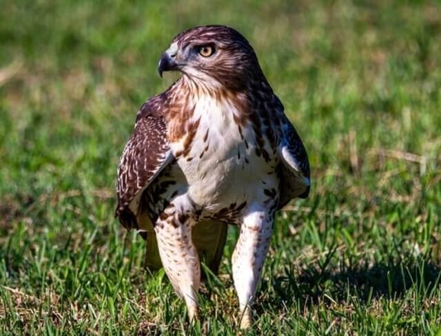 Red-tailed Hawk