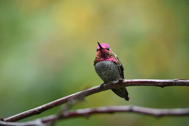 Ruby-throated Hummingbirds​​​​​​​
