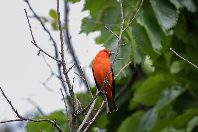 Scarlet Tanager
