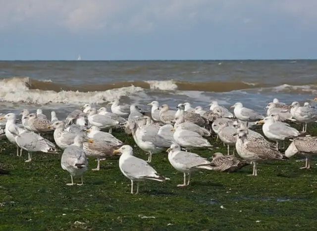 seagull colony