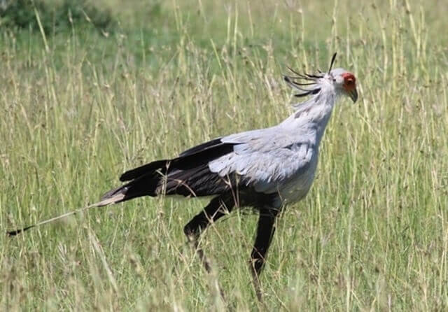 Secretarybird