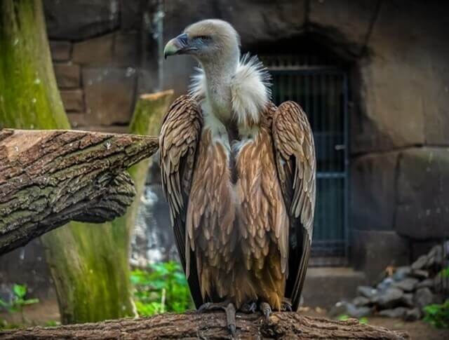 Vulture