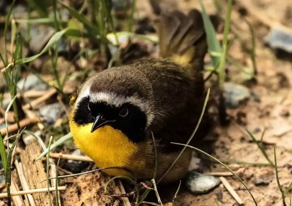 common yellowthroat