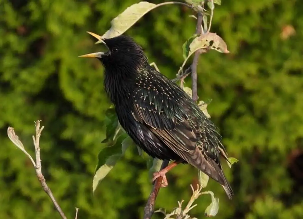 European Starling mimicking sounds